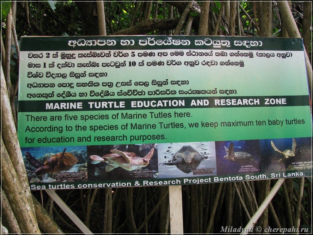 Отчеты о поездках - Питомник черепах в Шри-Ланке