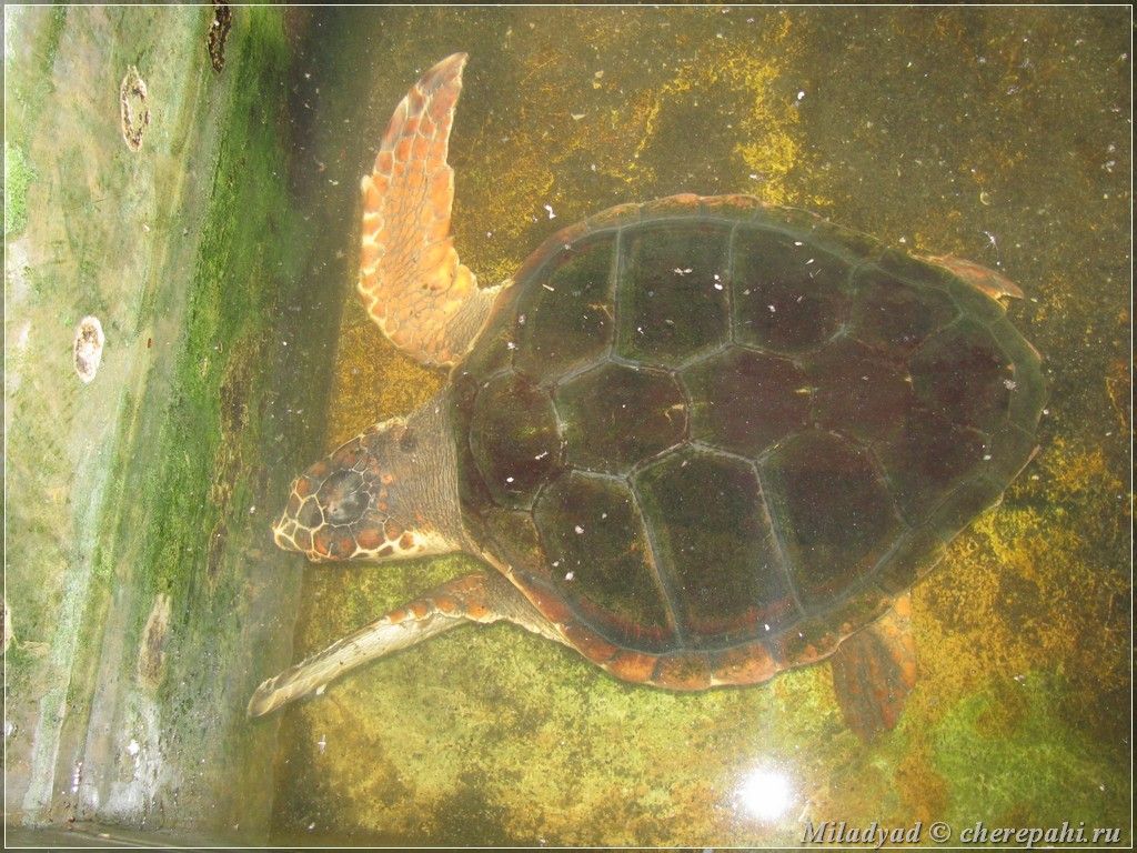 Отчеты о поездках - Питомник черепах в Шри-Ланке