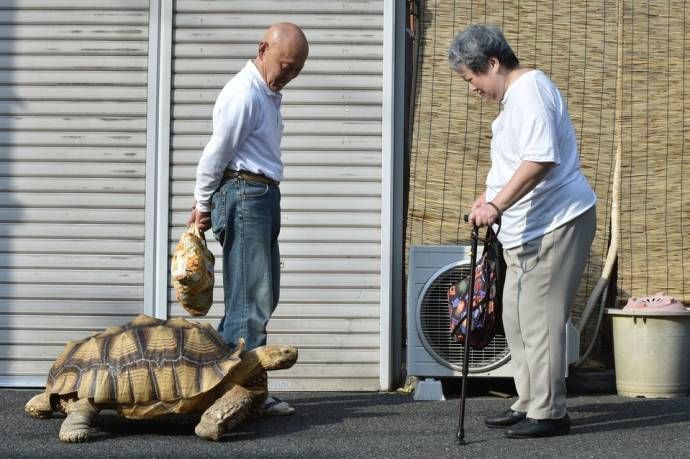 Японец гуляет со своей шпороносной черепахой по улицам Токио