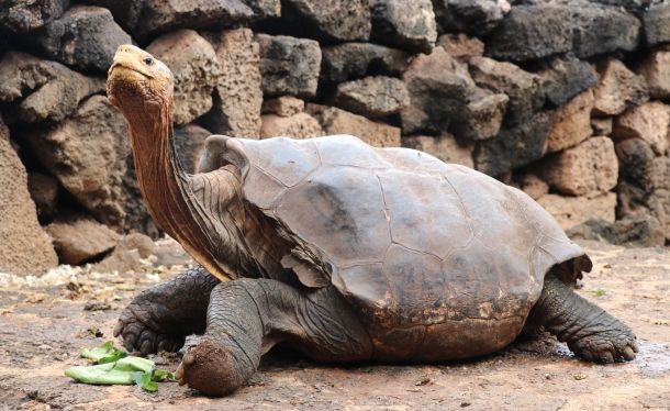 Самец галапагосской черепахи Диего спас свой вид от вымирания