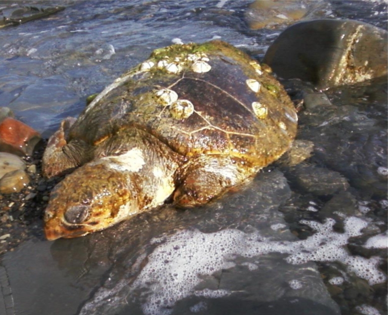 Черепахи в черном море. Черепаха каретта (логгерхед). Черепахи на черном море. Черепахи на черном море. Черепахи на черном море.