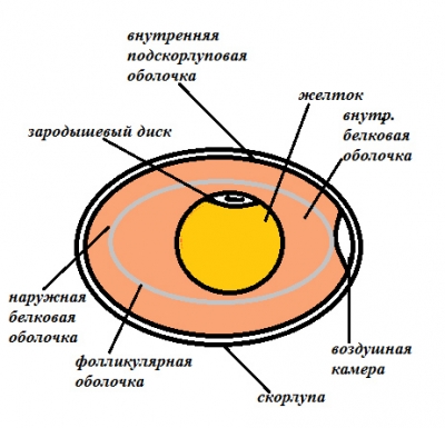 Строение и функции яичников
