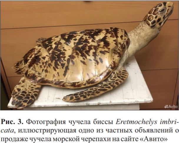 Объявления о продаже чучел морских черепах на Авито