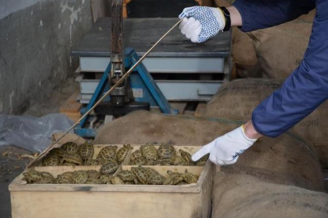В апреле 2016 году сотрудники Оренбургской таможни пресекли самую крупную попытку ввоза живых черепах на территорию России.