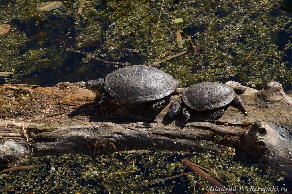 Популяции болотной черепахи в Центральном федеральном округе