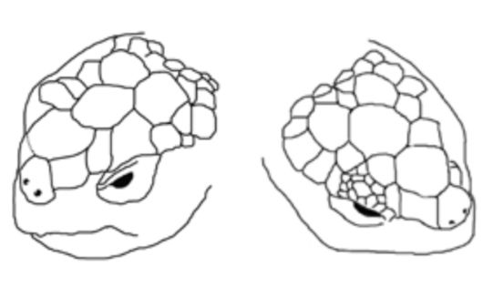Рис. 1. Щиткование верхней части головы Manouria emys (слева) и Agrionemys bogdanovi (справа)