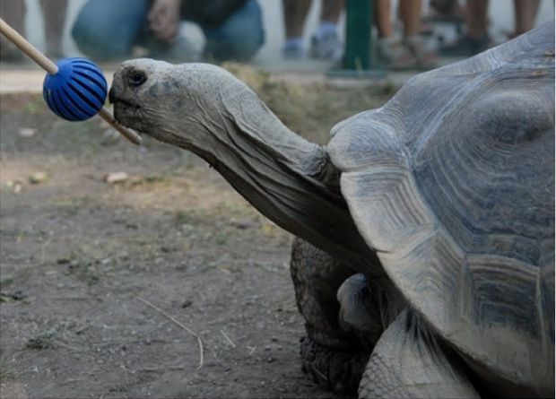 Сейшельская и галапагосская черепахи научились распознавать стимул и выбирать между несколькими стимулами