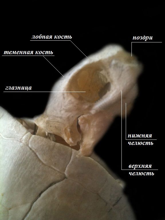 Голова черепахи
