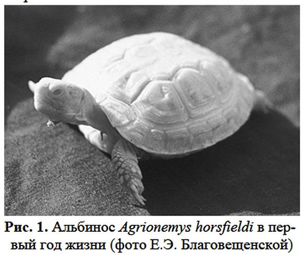 Альбинос степной черепахи