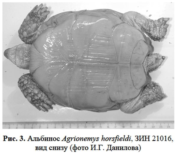 Альбинос степной черепахи (Agrionemys horsfieldi)