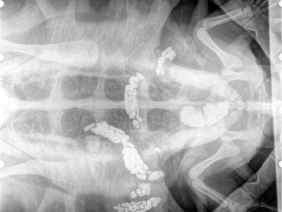 Рисунок 2. Рентгеновский снимок черепахи бисса с расположением проглоченных камней