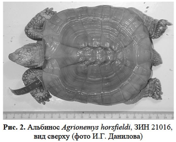 Альбинос степной черепахи (Agrionemys horsfieldi)