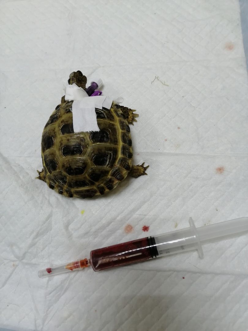 Гемотрансфузия черепахи