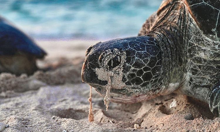 Морские черепахи (самки), выходя на берег, "плачут".