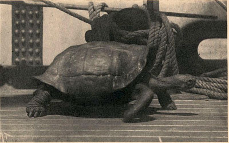"Живые консервы" или история истребления гигантских сухопутных черепах