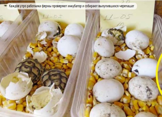 Ферма по разведению средиземноморской черепахи в Турции