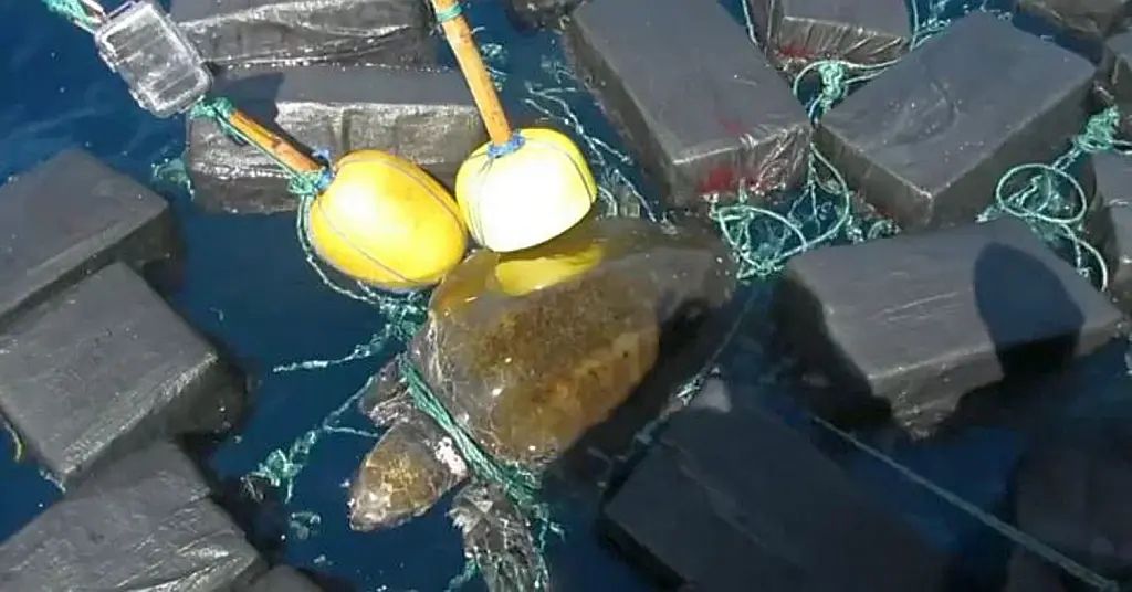 Морская черепаха запуталась в упаковках наркотиков