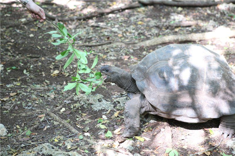 Отчеты о поездках - Остров черепах Prison Island, Занзибар, Африка