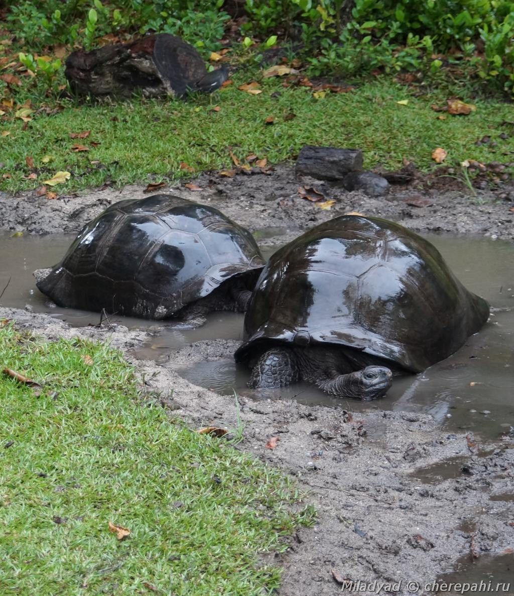 Сейшельские черепахи отмокают в луже