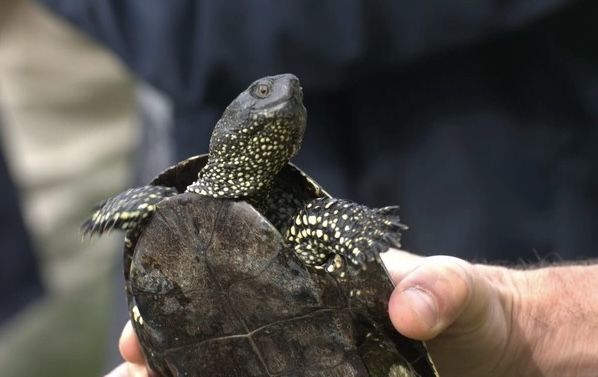 21 болотную черепаху выпустили в Жигулевском заповеднике под Самарой