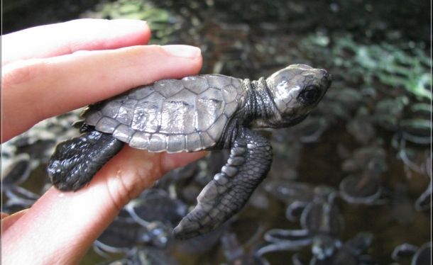 Питомник черепах в Шри-Ланке
