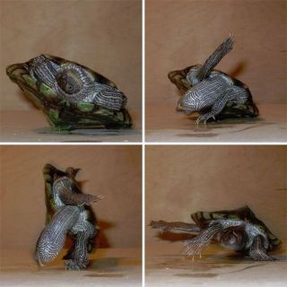 Как черепаха переворачивается со спины на живот