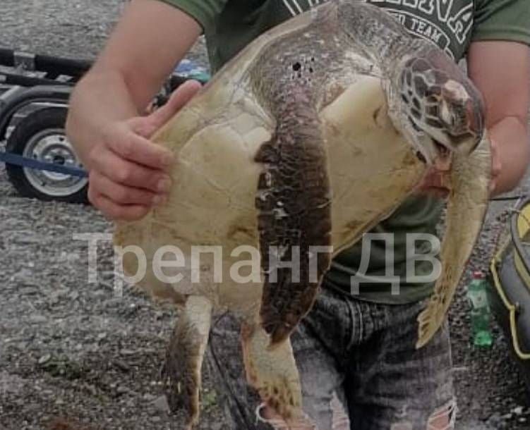 На берег бухты под Находкой в Приморье вынесло мертвую черепаху