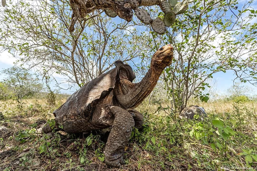 Самец галапагосской черепахи Диего спас свой вид от вымирания