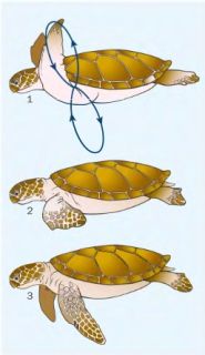 Движение ласт морской черепах