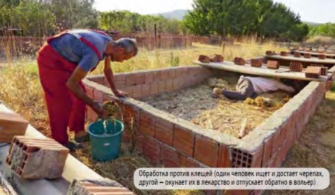 Ферма по разведению средиземноморской черепахи в Турции