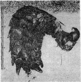 Рис. 1. Правая передняя нога спереди Testudo graeca nikolskii, subsp. nov. (голотип)