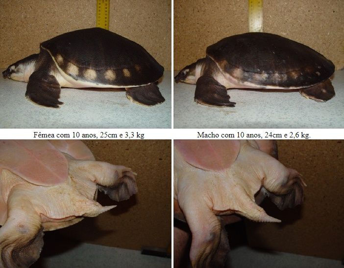 Половой диморфизм двухкоготной черепахи
