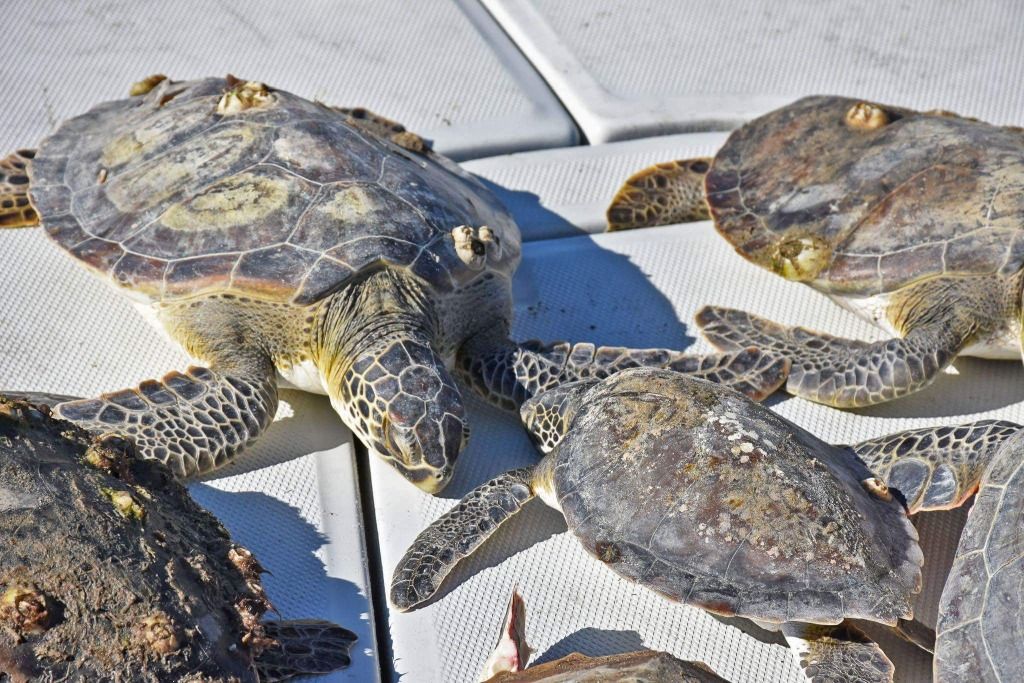 Спасение переохлажденных черепах во Флориде