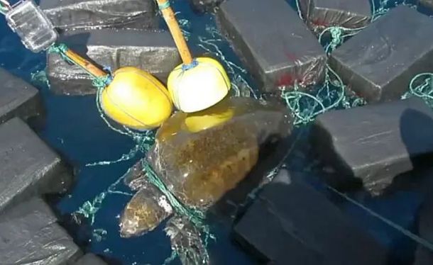 Морская черепаха запуталась в упаковках кокаина