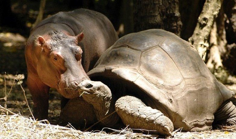 Дружба бегемота и черепахи