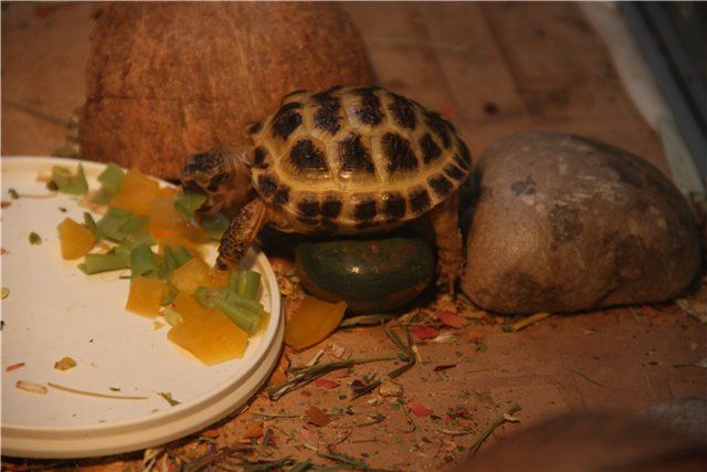 Разведение черепах дома