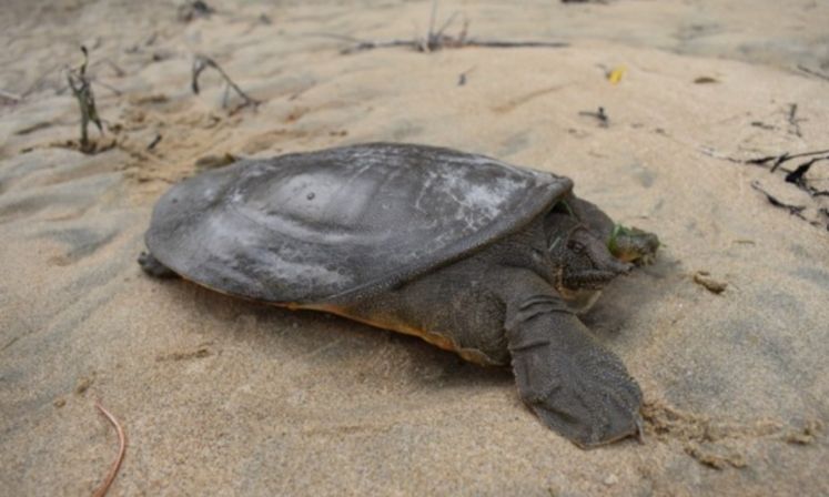 Фото 1. Взрослая самка дальневосточной черепахи. 27.09.2021 г.