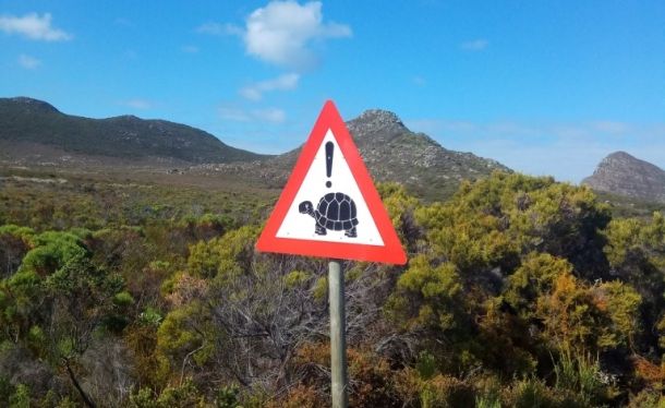 Черепахи в ЮАР