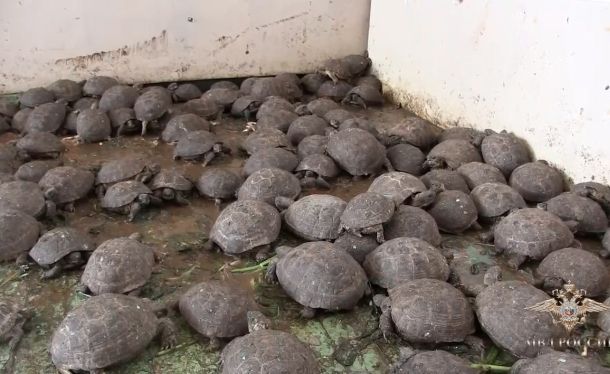Изъятия нелегальных партий среднеазиатских черепах на границе с РФ