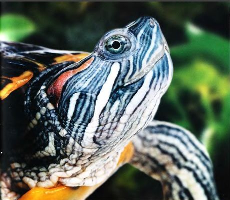 Частная жизнь красноухой черепахи