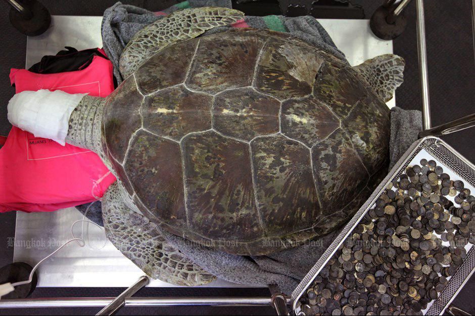 В Таиланде из морской черепахи извлекли 915 монет