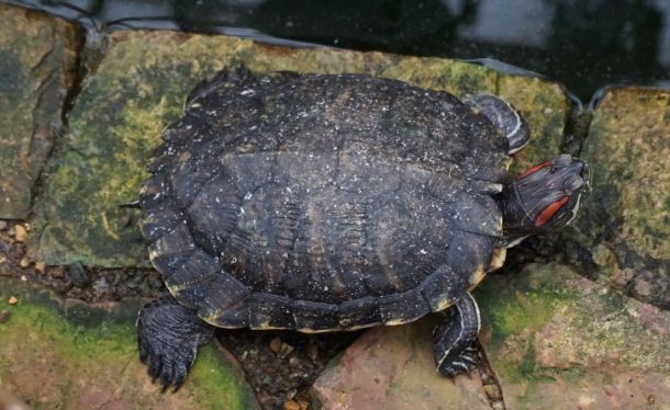 Беременная черепаха отшибла память китайской девочке