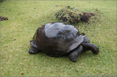 Сейшельские черепахи на Сейшелах