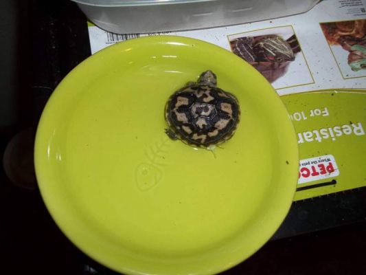 Разведение эластичных﻿﻿ черепах