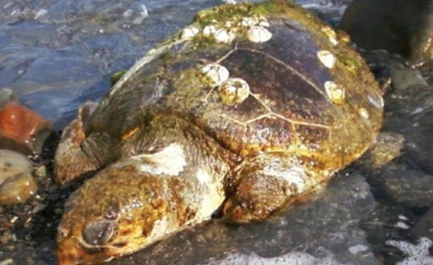 Находка мертвой зеленой черепахи на Черноморском побережье