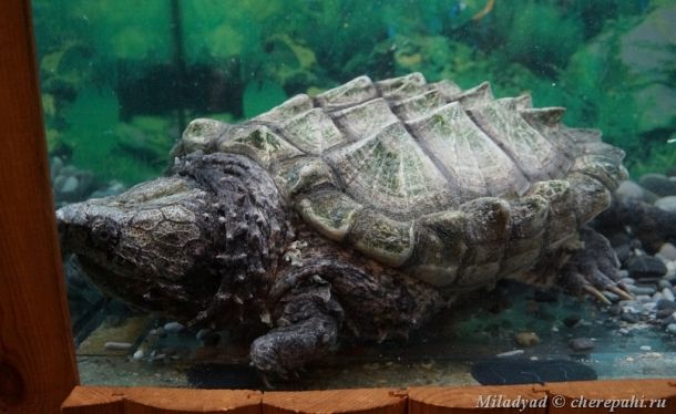 Черепахи в ялтинском крокодиляриуме