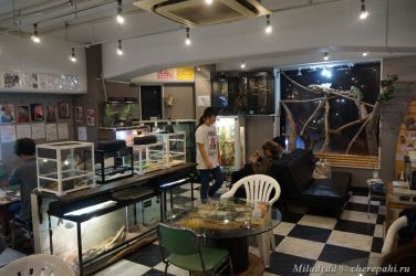 Кафе с рептилиями в Осаке, Япония