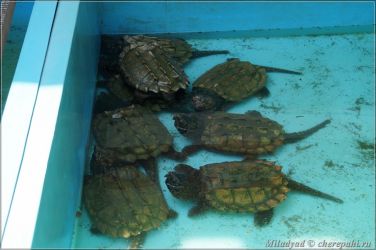 Музей "Живых водных и сухопутных черепах" в Сингапуре