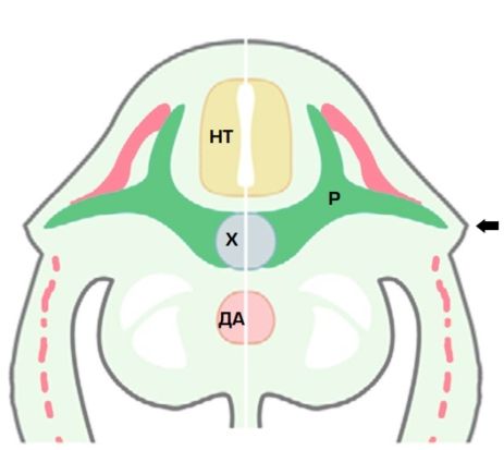 Рис. 1. Схема строения эмбриона черепахи (фронтальный срез): НТ — нервная трубка; Х — хорда; ДА — дорсальная аорта; Р — рёбра. Стрелкой отмечен панцирный гребень