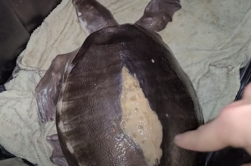 Болезнь панциря двухкоготной черепахи